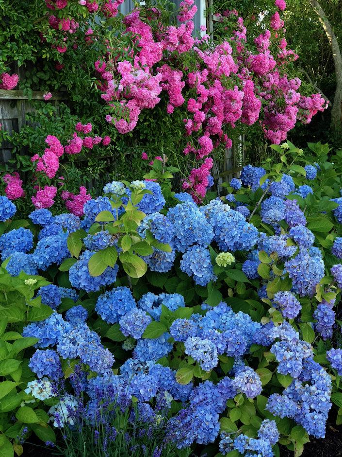 Nantucket roses and hydrangea