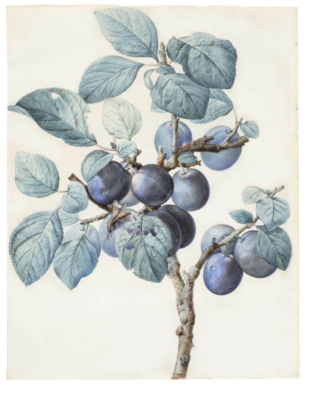 Christies Pierre Durand Lot 110_PIERRE-JOSEPH REDOUTÉ ,The branch of a plum-tree bearing fruit with a wasp