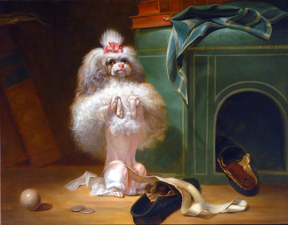 Jean-Jacques Bachelier, Dog of the Havana Breed, 1768, oil on canvas, French School, © The Bowes Museum, Barnard Castle