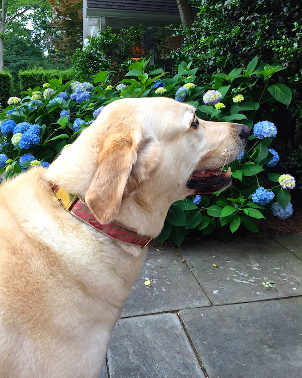 Charlie in Canine Couture collar