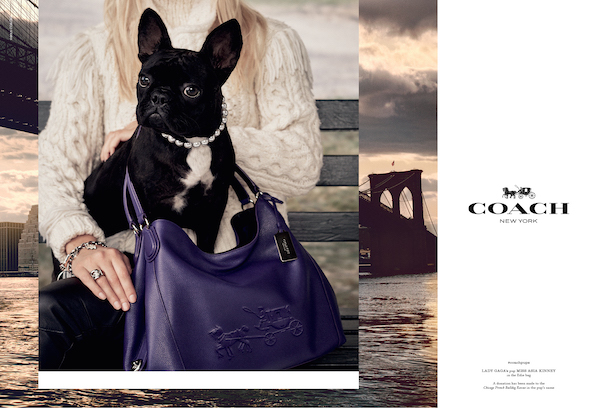 Coach pups ad