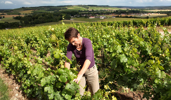 champagne tasting of Dominique Moreau's Marie Courtin