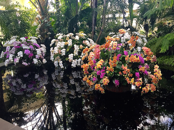 Floating flower at the NYBG Orchid Show