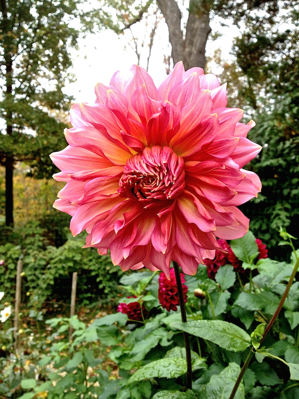 Frances Palmer dahlia