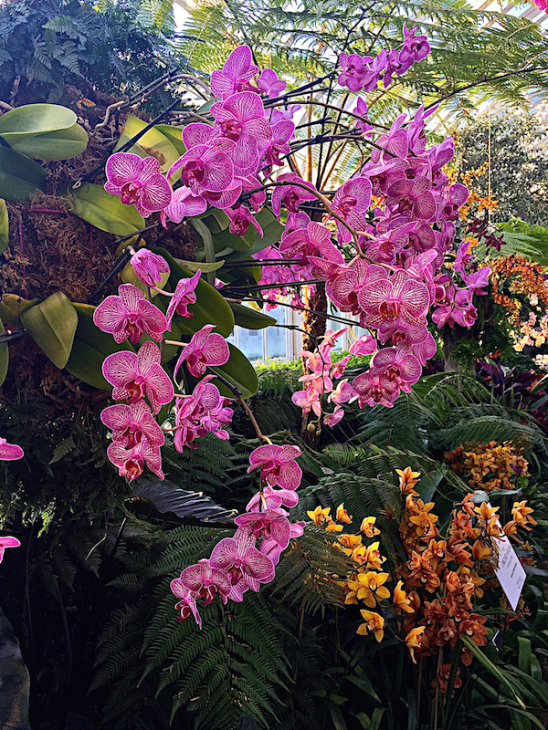 NYBG Orchid Show