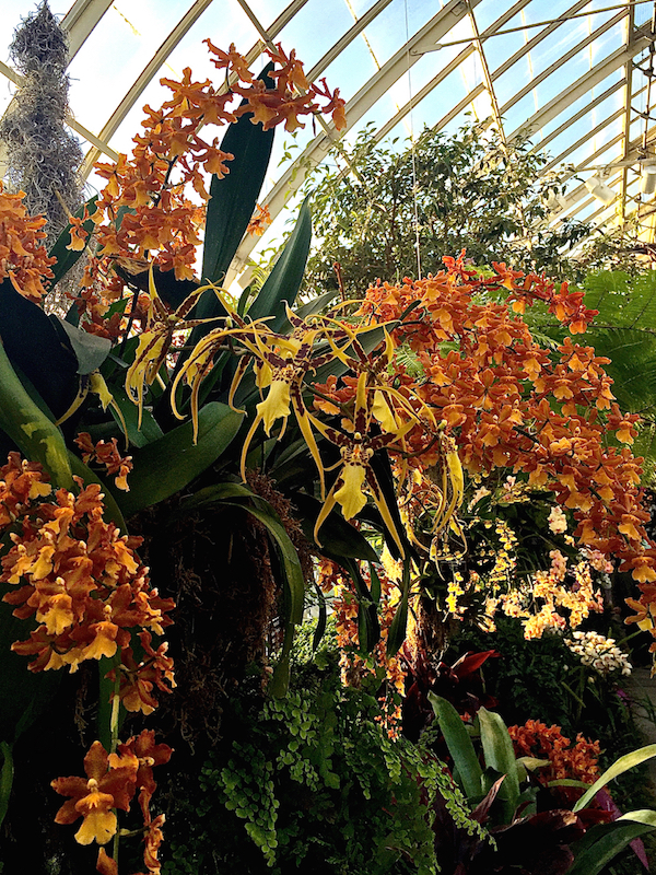 NYBG Orchid Show