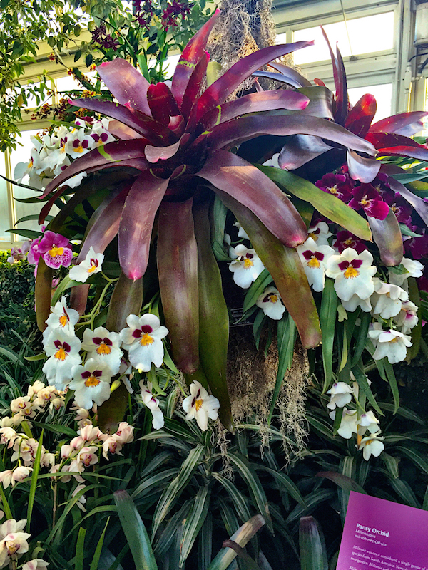 NYBG Orchid Show