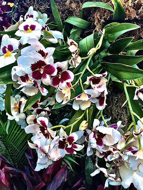 Orchids at the NYBG