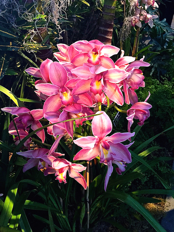 Orchids at the NYBG