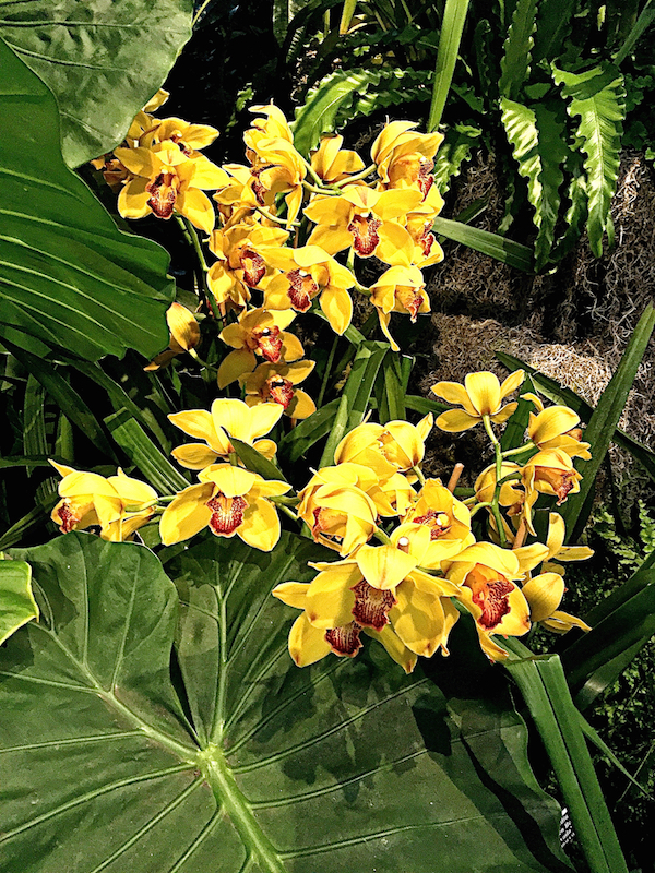 Orchid Show at the New York Botanical Garden