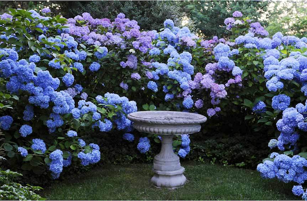 Hydrangea in a Connecticut garden.