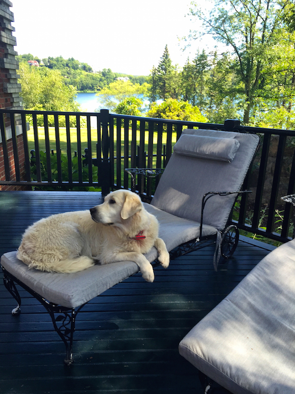 Michael Bruno dog at Tuxedo Park