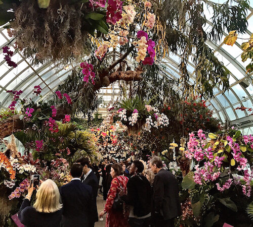 NY Botanical Garden Orchid Show