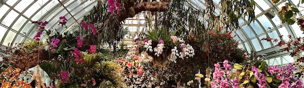 The New York Botanical Garden Orchid Show