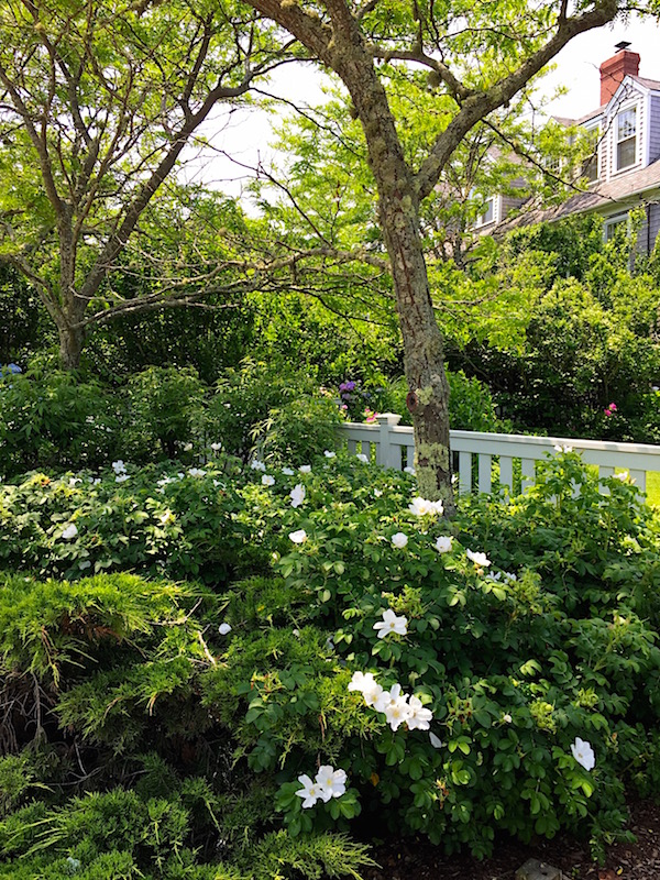 Nantucket Wauwinet Inn