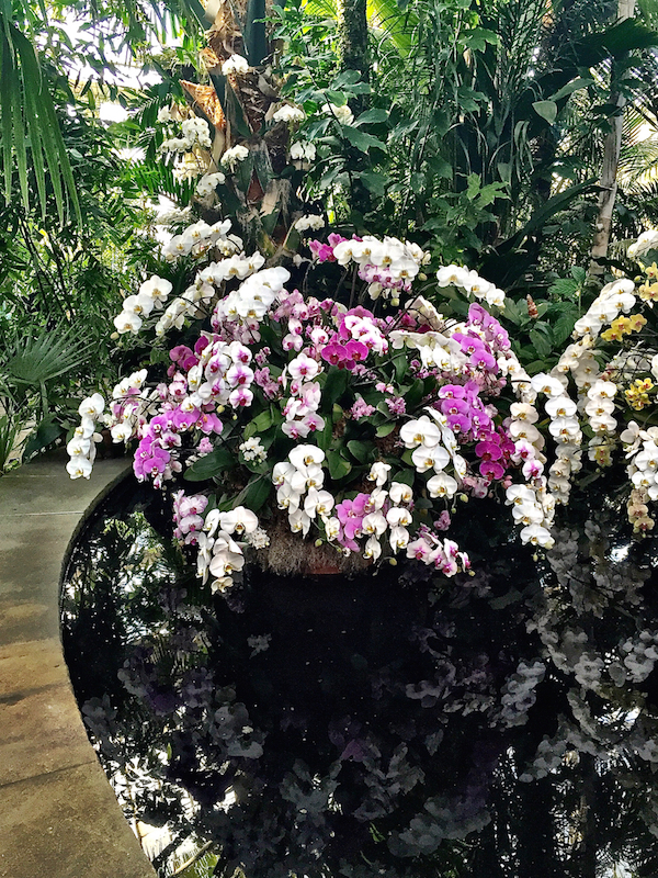 Orchid Show