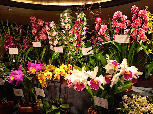 Orchid dinner 2015 flowers