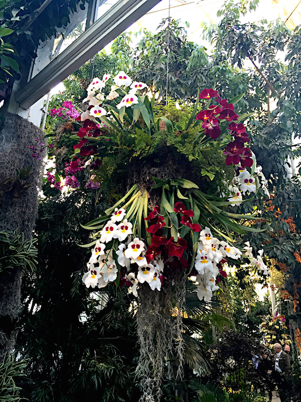 Orchids at the NYBG show