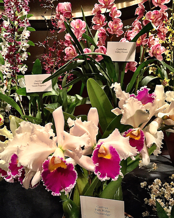 Orchids at the NYBG Orchid dinner 2015
