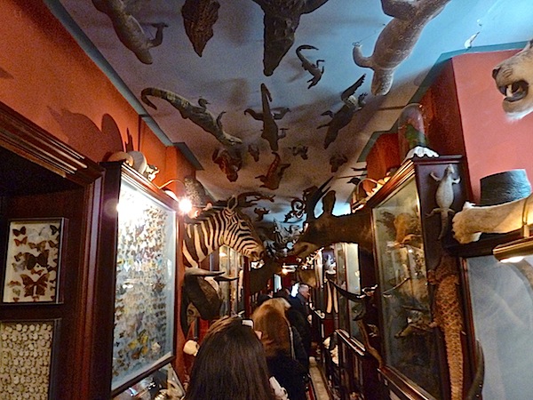 Hall of taxidermy at champ de bataille