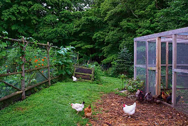 Gardens at First Light