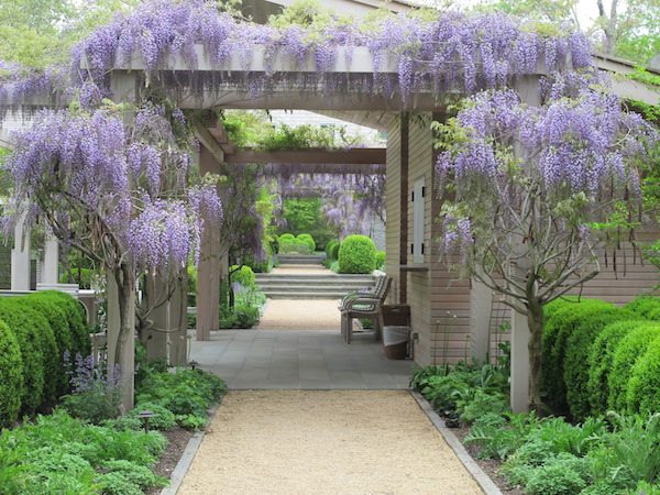 Wisteria covered pergola in The Good Garden