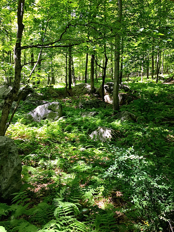 Woods at Michael Bruno's house in Tuxedo Park