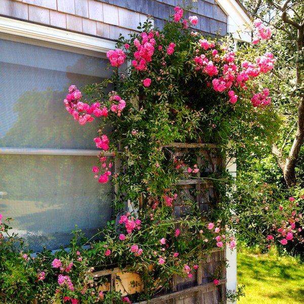 nantucket roses