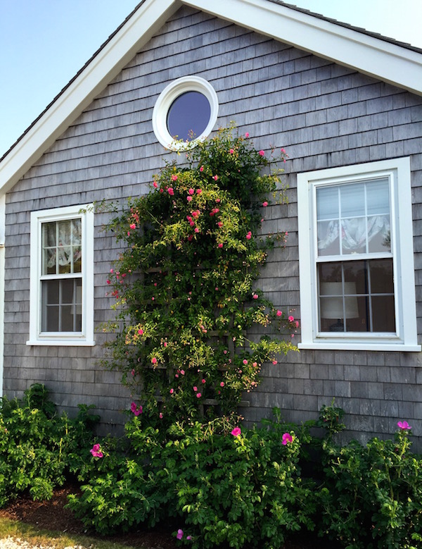 nantucket roses