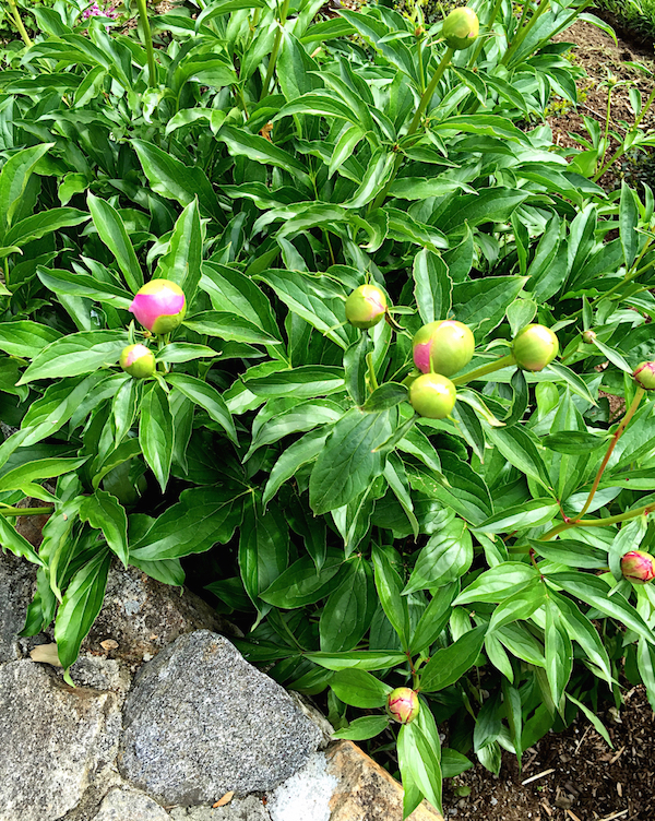 peonies