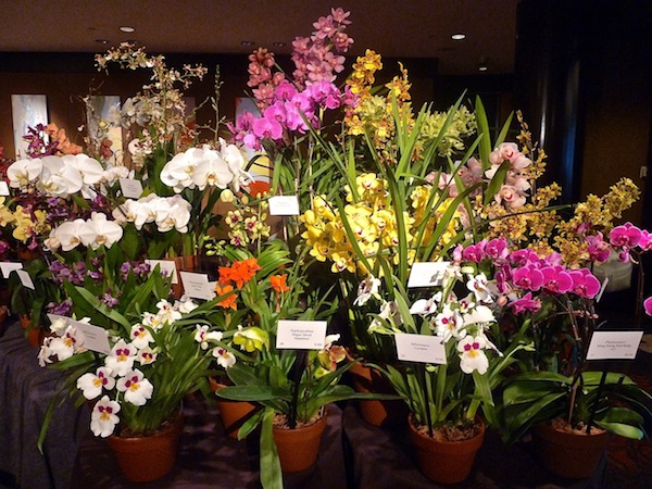 rare orchids at the NYBG Orchid Dinner